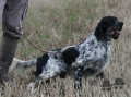 Setter Anglais BRANDY DU MAS D'EYRAUD Setter Anglais BRANDY DU MAS D'EYRAUD